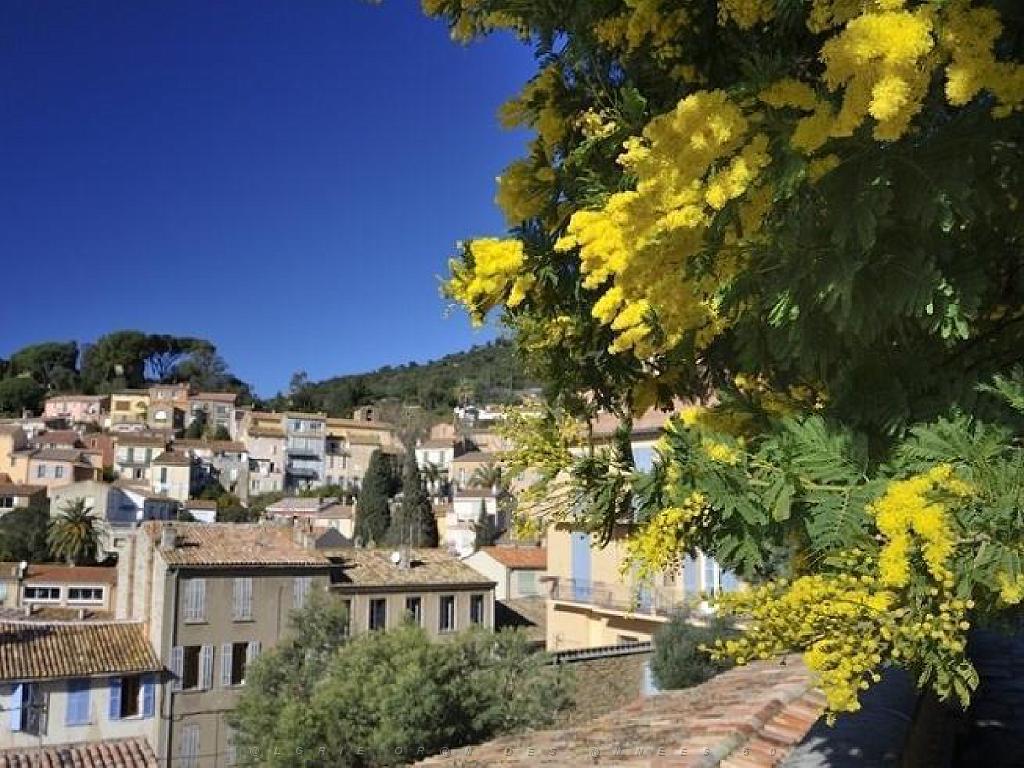 183 D23 BORMES LES MIMOSAS 1_000007.jpg